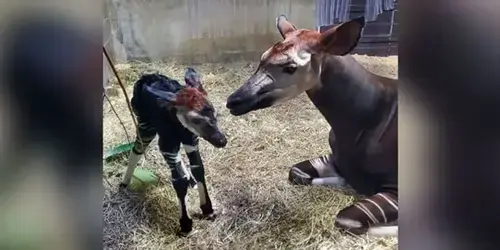 Terlihat Unik! Hewan Okapi Berbentuk Jerapah Namun Berbadan Zebra